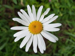 Fototapeta premium Camomile in the grass