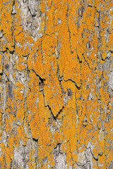 Yellow Bark Tree Texture Cracked Tree