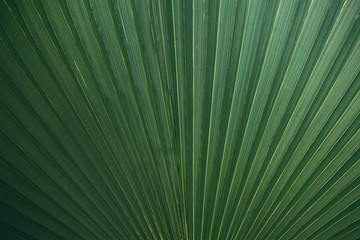 Green palm leaf closeup or macro background