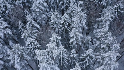 Aerial top view of winter snowy forest with fir-trees, pines, spruces in snow. Russia, Lapland. Christmas season. Beautiful texture with trees, wallpaper.