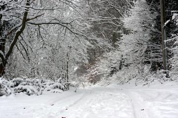 Schneebedeckte B&auml;ume mit schneebedeckten &Auml;sten als Winterwald f&uuml;r Winterspa&szlig; mit Schnee nach starkem Schneefall und l&auml;dt zum Winterspaziergang und Schneeballschlacht ein