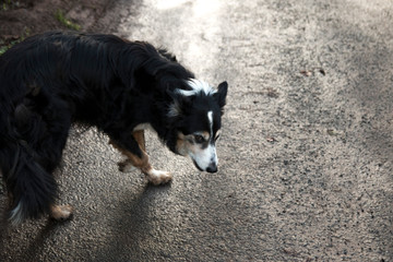 Collie Listening to Owner