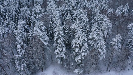Aerial top view of winter snowy forest with fir-trees, pines, sp