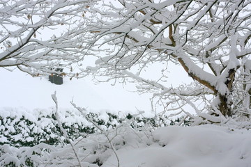 Obraz premium Schneebedeckte Bäume mit schneebedeckten Ästen als Winterwald für Winterspaß mit Schnee nach starkem Schneefall und lädt zum Winterspaziergang und Schneeballschlacht ein