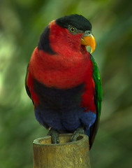Close up picture of a Lory parrot