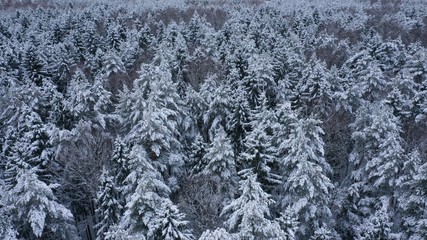 Aerial top view of winter snowy forest with fir-trees, pines, spruces in snow. Russia, Lapland. Christmas season. Beautiful texture with trees, wallpaper.