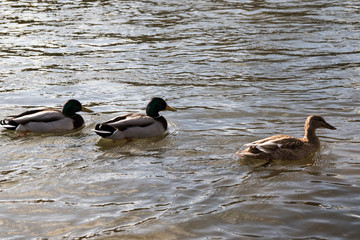Gallant Ducks
