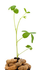 Groundnut sprouting from the ground.