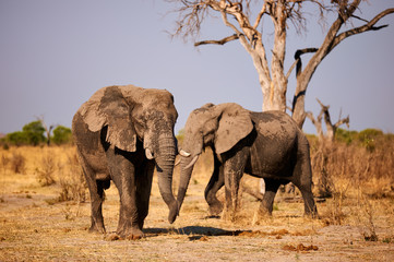 Two large elephants walk in the African savannah and approach a pool of water to quench their thirst.