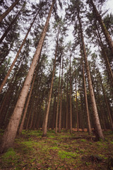 Lange Nadelbäume ragen in den Himmel