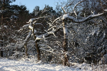 Winterliches Landschaftsidyll nach starkem Schneefall eingeschneit und gefroren für Winterspaß und Wintersport wie Rodeln, Schlittenfahren, Skifahren, Skilanglauf und Schneeballschlacht Winterurlaub