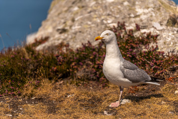 La pointe de Pen-Hir dans la presqu'île de Crozon, en Bretagne