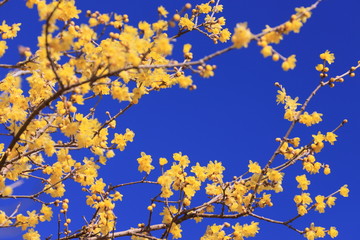 青空の中の黄色い葉の輪