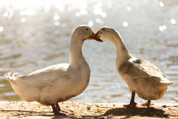 Fototapeta premium two dirty white ducks stand next to a pond or lake with bokeh background. male and female duck is in the breeding season in the rural farm. agriculture and animal farm concept.