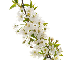 Cherry branch with blossom.