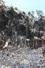 Winterliches Landschaftsidyll nach starkem Schneefall eingeschneit und gefroren für Winterspaß...