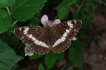 Obraz premium 23.06.2019 DE, NRW, Köln, Wahner Heide Kleiner Eisvogel Limenitis camilla (LINNAEUS, 1764)