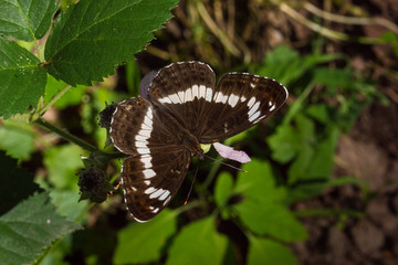 23.06.2019 DE, NRW, Köln, Wahner Heide Kleiner Eisvogel Limenitis camilla (LINNAEUS, 1764)
