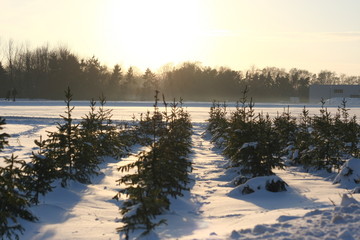 Baumschule mit Schnee im Winter zeigt Tannenbäume für Weihnachten und weiße Weihnachten mit...