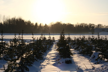 Baumschule mit Schnee im Winter zeigt Tannenbäume für Weihnachten und weiße Weihnachten mit...