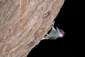 Male Golden-tailed Woodpecker, Campethera abingoni, at its nest