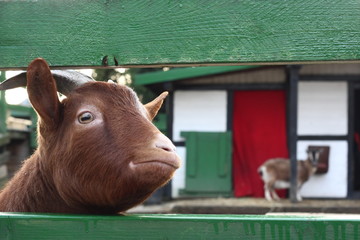 Lustig schauende Ziege schaut in die Kamera durch einen grünen Zaun mit Hörnern und lustigem...