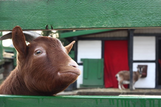 Lustig schauende Ziege schaut in die Kamera durch einen grünen Zaun mit Hörnern und lustigem Blick vor ihrem Stall