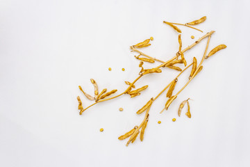 Ripe dry soybeans in pods isolated on white background. Cultivated organic agricultural crop, traditional healthy ingredient in oriental culture