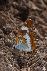 23.06.2019 DE, NRW, Köln, Wahner Heide Kleiner Eisvogel Limenitis camilla (LINNAEUS, 1764)