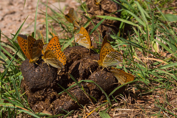 04.07.2019 DE, NRW, Eifel, Lampertstal Kaisermantel, Silberstrich Argynnis paphia (LINNAEUS, 1758)