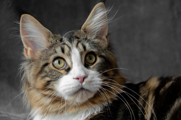Maine Coon Katze Kopf leicht schräg