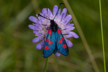 06.07.2019 DE, NRW, Eifel, Lampertstal Sumpfhornklee-Widderchen Zygaena trifolii (ESPER, [1783])