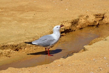 A red-billed gull drinking water on a sand beach.
