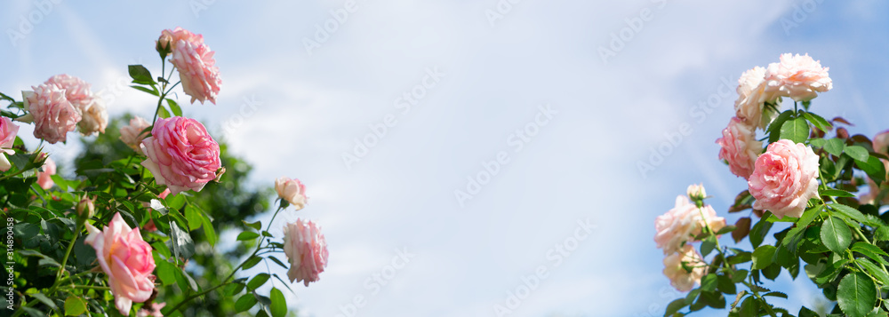 Poster wide web banner with roses