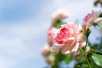 Wide web banner with roses