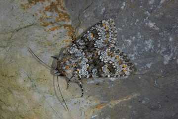 30.06.2019 DE, NRW, Leverkusen Kompasslatticheule Hecatera dysodea ([DENIS & SCHIFFERMÃœLLER], 1775)