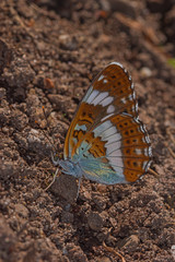 23.06.2019 DE, NRW, Köln, Wahner Heide Kleiner Eisvogel Limenitis camilla (LINNAEUS, 1764)