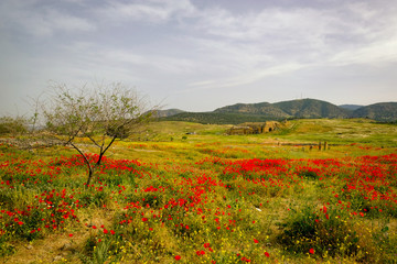 The field of wild red poppy flowers in the cloudy morning with single tree and Hierapolis at the background.