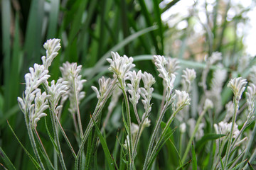 white flower and Green mini leaf tone in natue for background