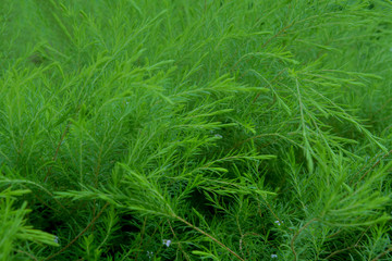 Green mini leaf tone in natue for background