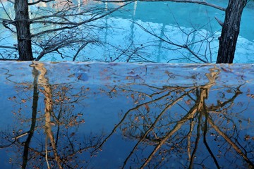 Obraz premium Tree Reflection on the water