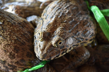 Frosch
