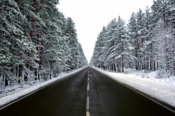 snowy winter road in a pine forest