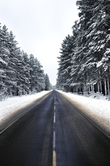 Obraz premium snowy winter road in a pine forest