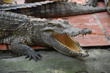 Obraz premium Krokodile