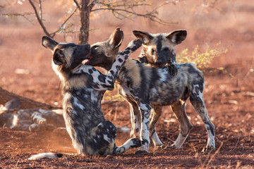group of wild dogs - 314892663