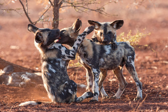 group of wild dogs