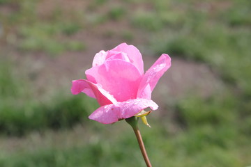 Blume Rose