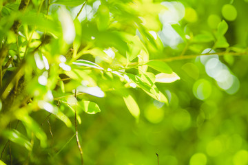 earth day and freshness environment conversation concept with sunshine on beauty green leaves in springtime and summer season with soft focus and bokeh background