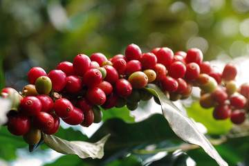 Close-up of coffee berries (cherries) grow in clusters along the branch of coffee tree growing under forest canopy (shade-grown coffee plantation) over blurred bokeh green leaves background.